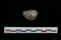 藏品(粗紋蜑螺)的圖片